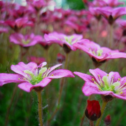 Saxifraga x arendsii 'Purpurteppich' - Arendsi kivirik 'Purpurteppich'